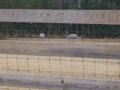 Antigone canadensis pulla