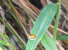 Aspidimorpha furcata