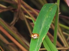 Aspidimorpha furcata