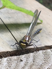 Phanogomphus spicatus