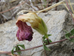 Ipomoea laeta