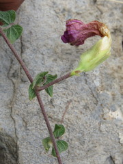 Ipomoea laeta