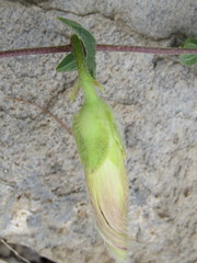 Ipomoea laeta