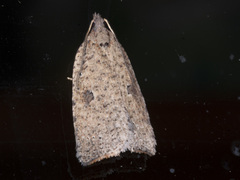 Meritastis polygraphana