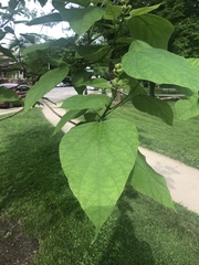 Catalpa speciosa