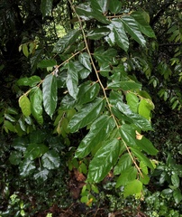 Pterospermum heterophyllum