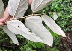 Pterospermum heterophyllum