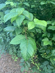 Toxicodendron radicans