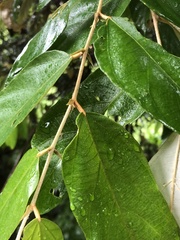 Pterospermum heterophyllum