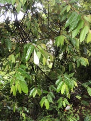 Pterospermum heterophyllum