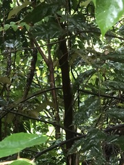 Pterospermum heterophyllum