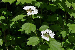 Viburnum opulus
