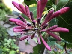 Lonicera sempervirens