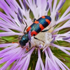 Trichodes leucopsideus