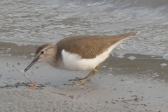 Actitis hypoleucos