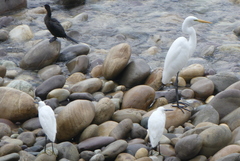 Egretta garzetta