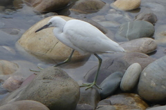 Egretta garzetta