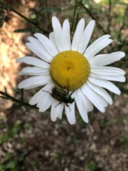 Trichiotinus lunulatus