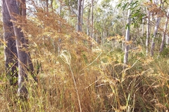 Themeda quadrivalvis