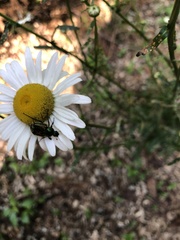 Trichiotinus lunulatus