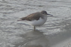 Actitis hypoleucos