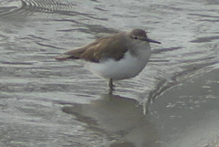Actitis hypoleucos