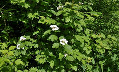 Viburnum opulus