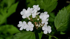 Viburnum opulus