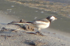 Motacilla alba