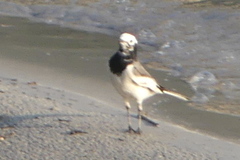 Motacilla alba