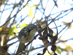 Plectorhyncha lanceolata