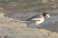 Motacilla alba