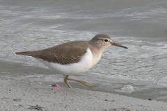 Actitis hypoleucos