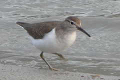 Actitis hypoleucos