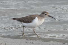 Actitis hypoleucos