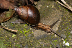 Dolicheulota formosensis