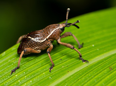Cryptoderma formosense