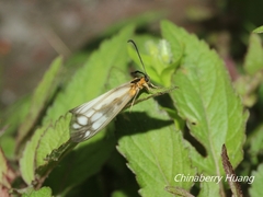Agalope trimacula