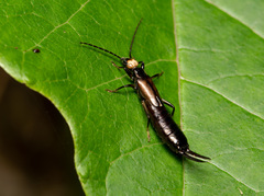 Paratimomenus flavocapitata