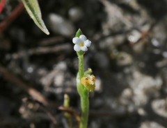 Synchytrium myosotidis