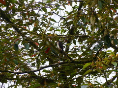Accipiter striatus ventralis