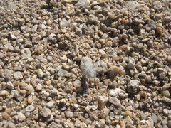 Dasymutilla gloriosa