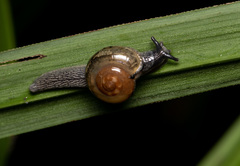 Helicarionidae