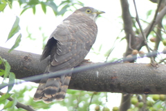 Hierococcyx varius