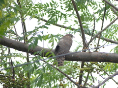 Hierococcyx varius