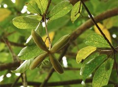 Sterculia lanceolata