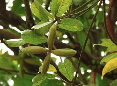 Sterculia lanceolata