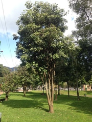 Erythrina rubrinervia