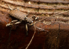 Mimorsidis taiwanensis