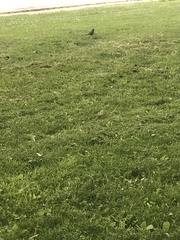 Turdus migratorius
